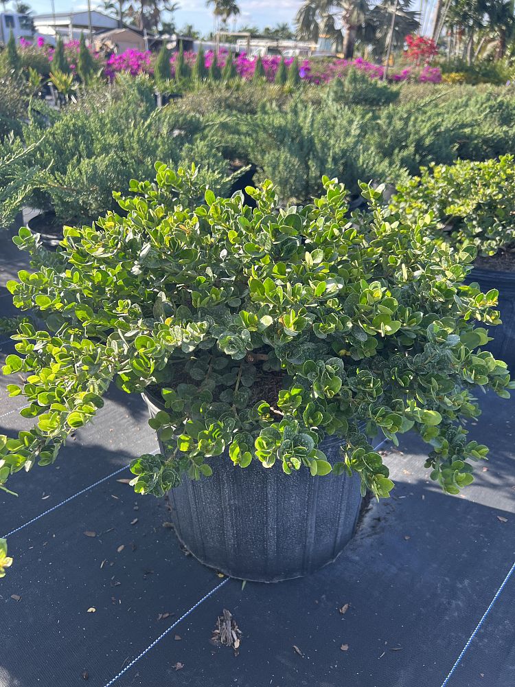 carissa-macrocarpa-emerald-blanket-natal-plum-carissa-grandiflora