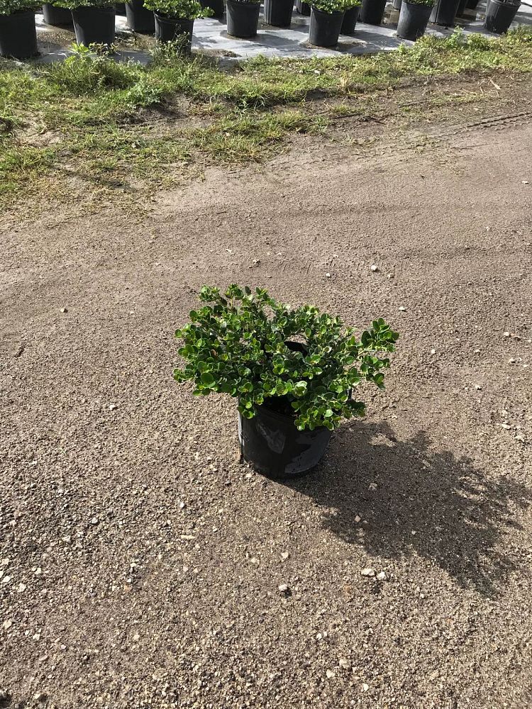 carissa-macrocarpa-emerald-blanket-natal-plum-carissa-grandiflora