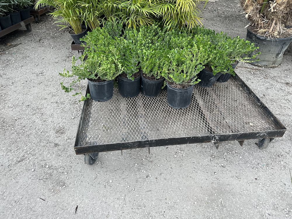 carissa-macrocarpa-emerald-blanket-natal-plum-carissa-grandiflora
