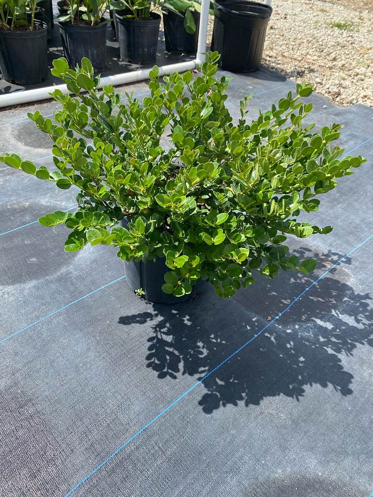 carissa-macrocarpa-emerald-blanket-natal-plum-carissa-grandiflora