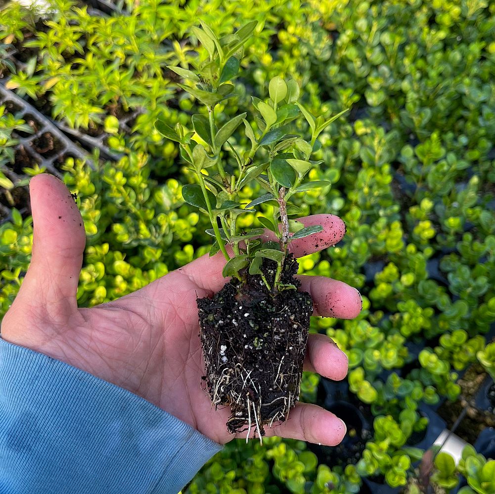 carissa-macrocarpa-emerald-blanket-natal-plum-carissa-grandiflora