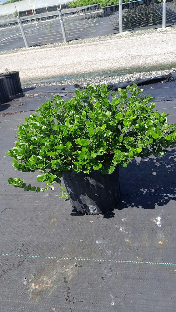 carissa-macrocarpa-emerald-blanket-natal-plum-carissa-grandiflora