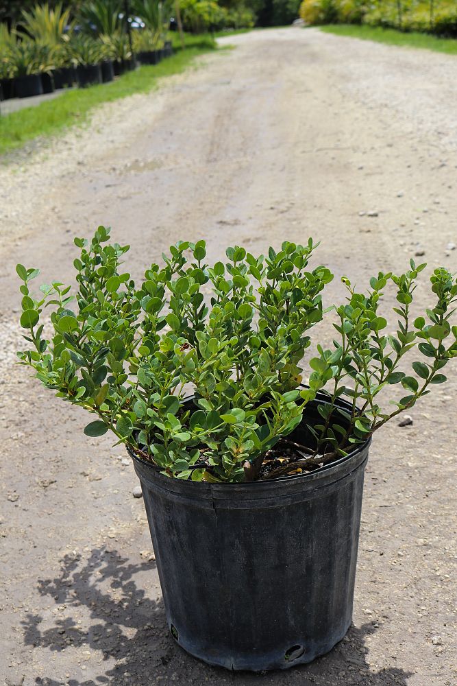 carissa-macrocarpa-emerald-blanket-natal-plum-carissa-grandiflora