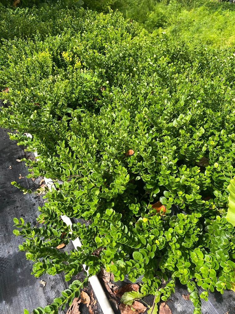 carissa-macrocarpa-emerald-blanket-natal-plum-carissa-grandiflora