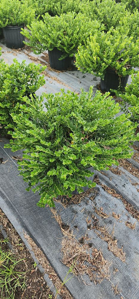 carissa-macrocarpa-emerald-blanket-natal-plum-carissa-grandiflora