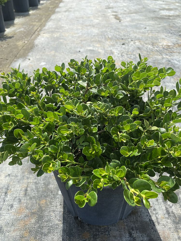 carissa-macrocarpa-emerald-blanket-natal-plum-carissa-grandiflora