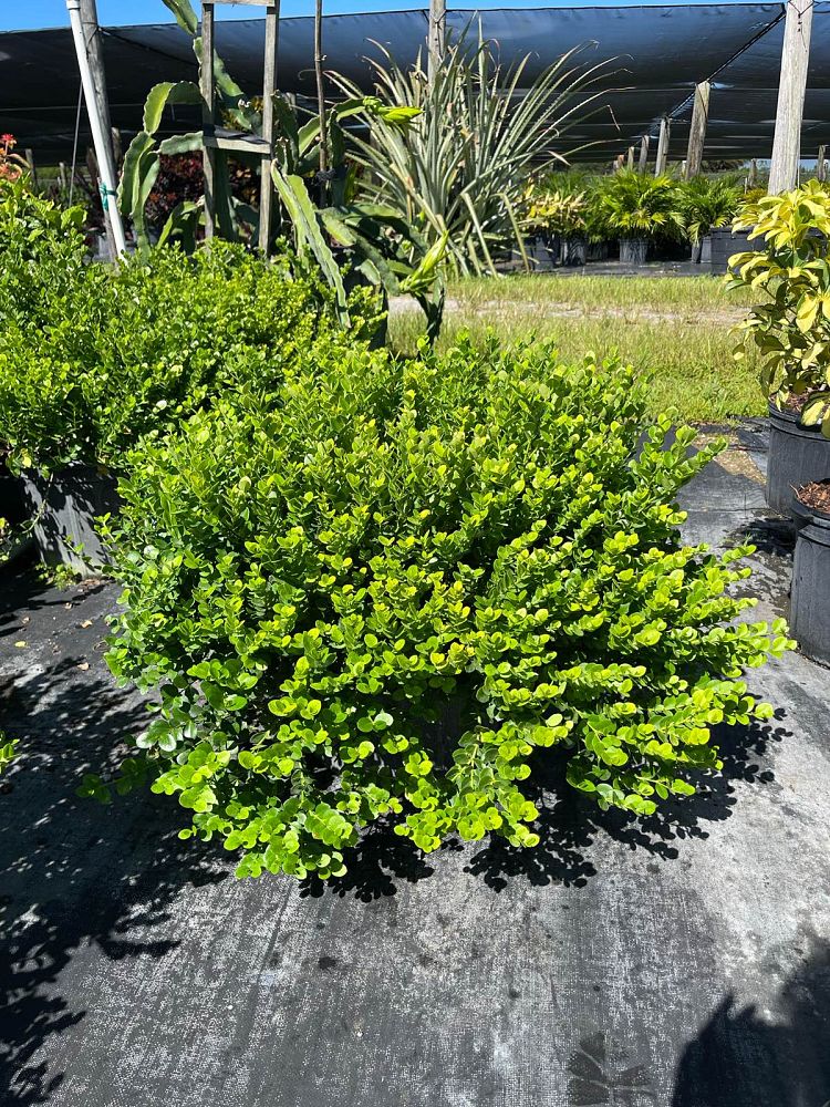 carissa-macrocarpa-emerald-blanket-natal-plum-carissa-grandiflora