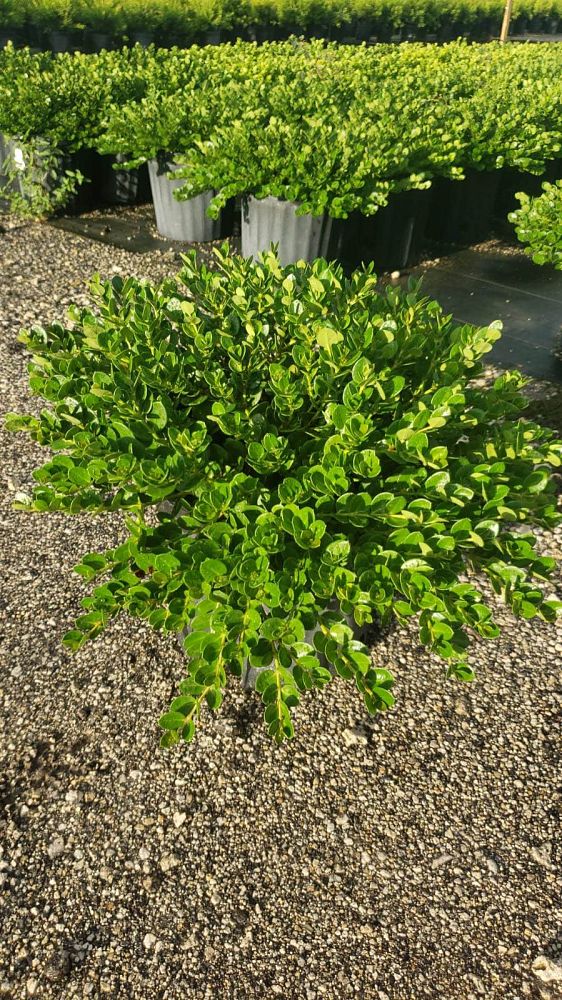 carissa-macrocarpa-emerald-blanket-natal-plum-carissa-grandiflora