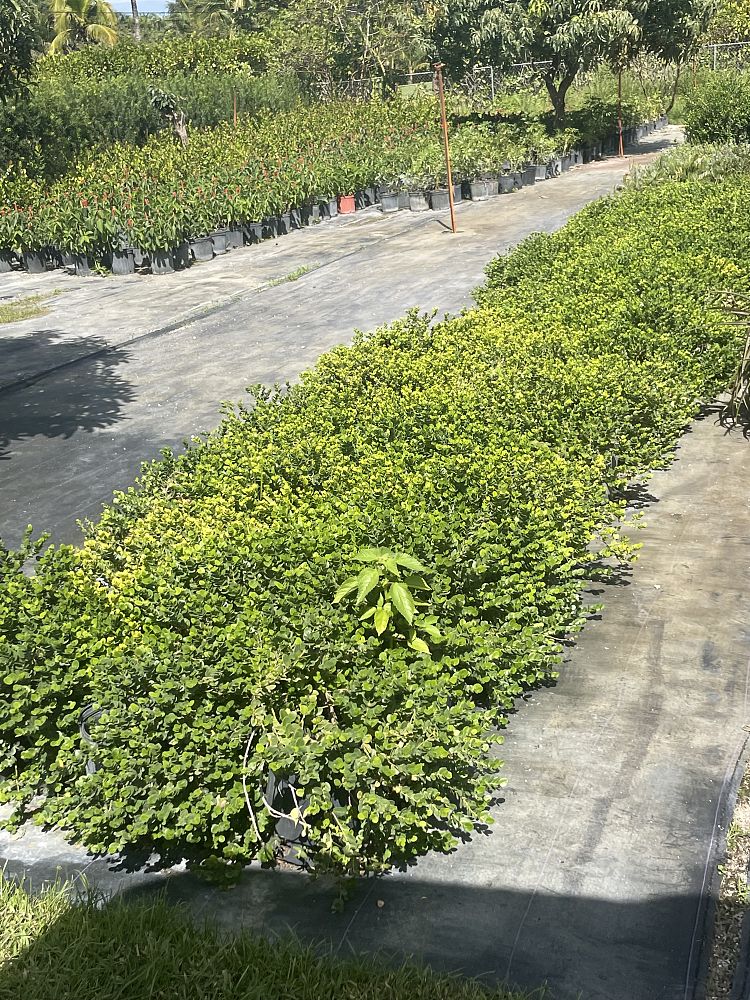 carissa-macrocarpa-emerald-blanket-natal-plum-carissa-grandiflora