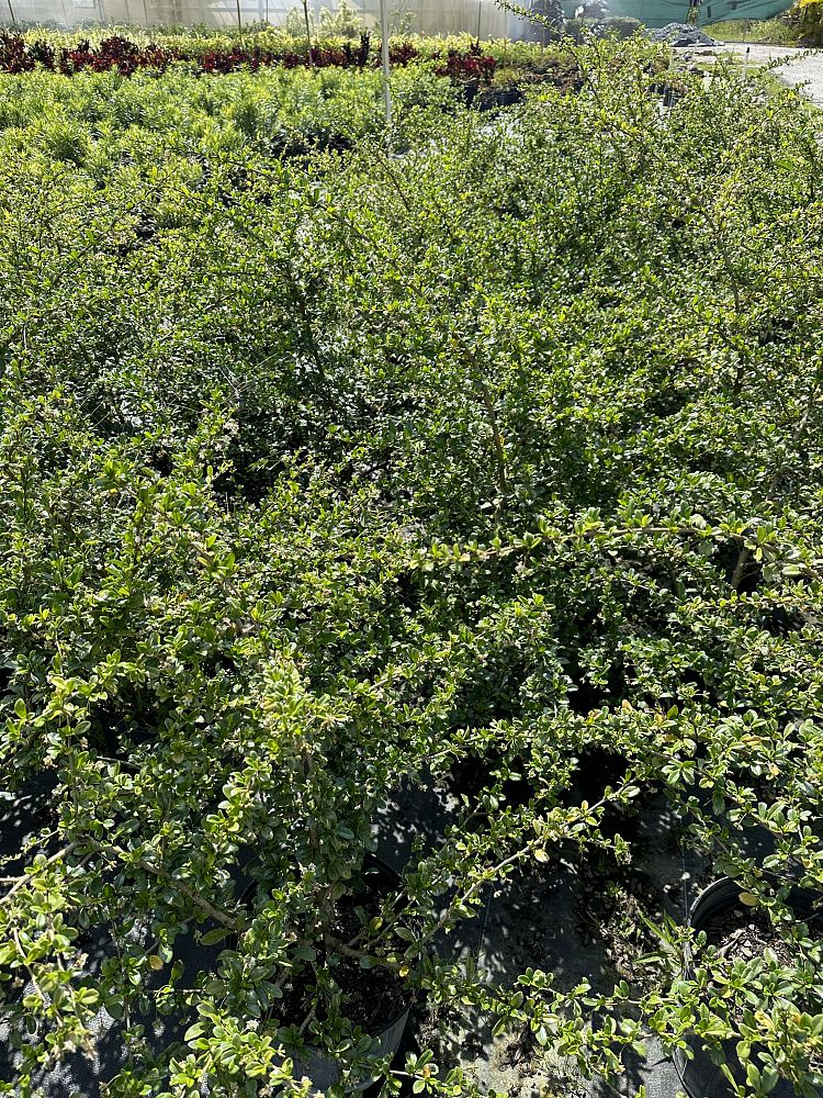 carissa-macrocarpa-emerald-blanket-natal-plum-carissa-grandiflora