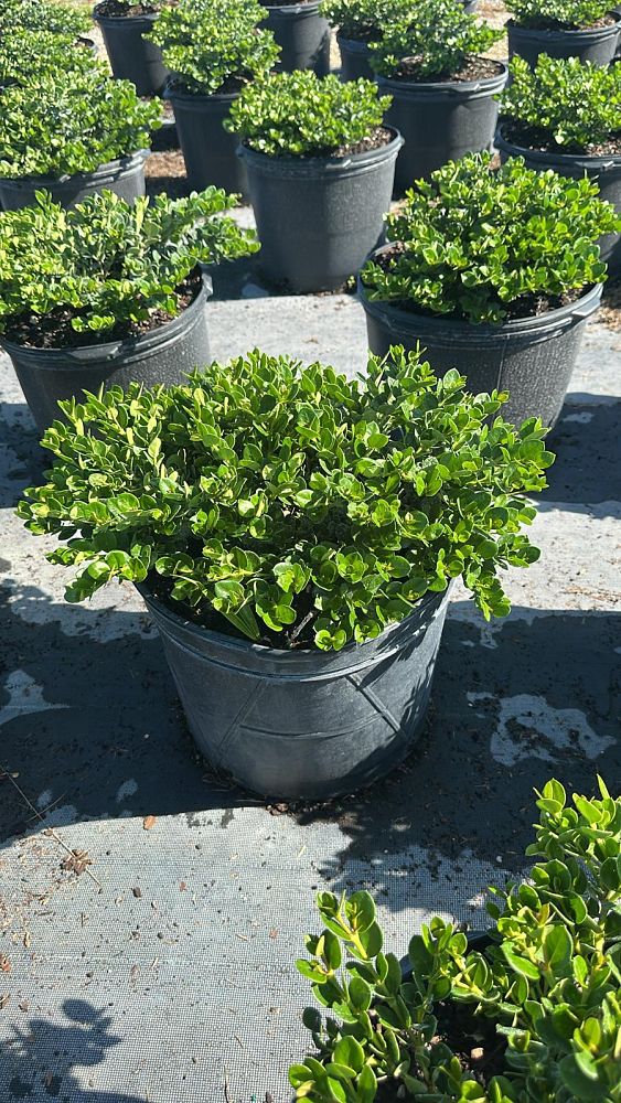 carissa-macrocarpa-emerald-blanket-natal-plum-carissa-grandiflora