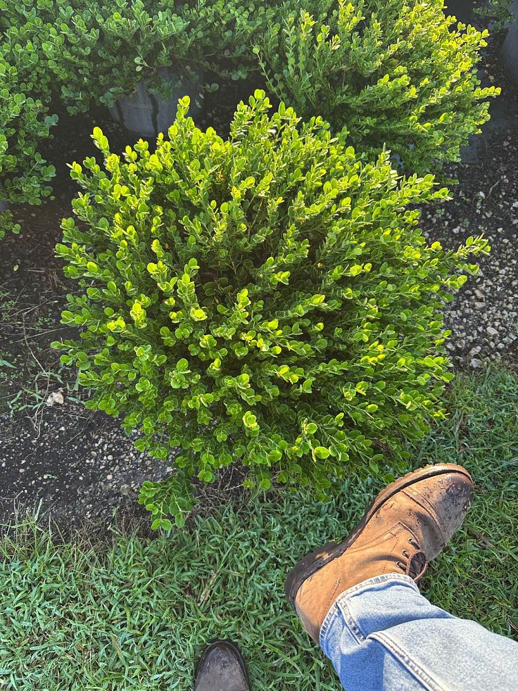 carissa-macrocarpa-emerald-blanket-natal-plum-carissa-grandiflora