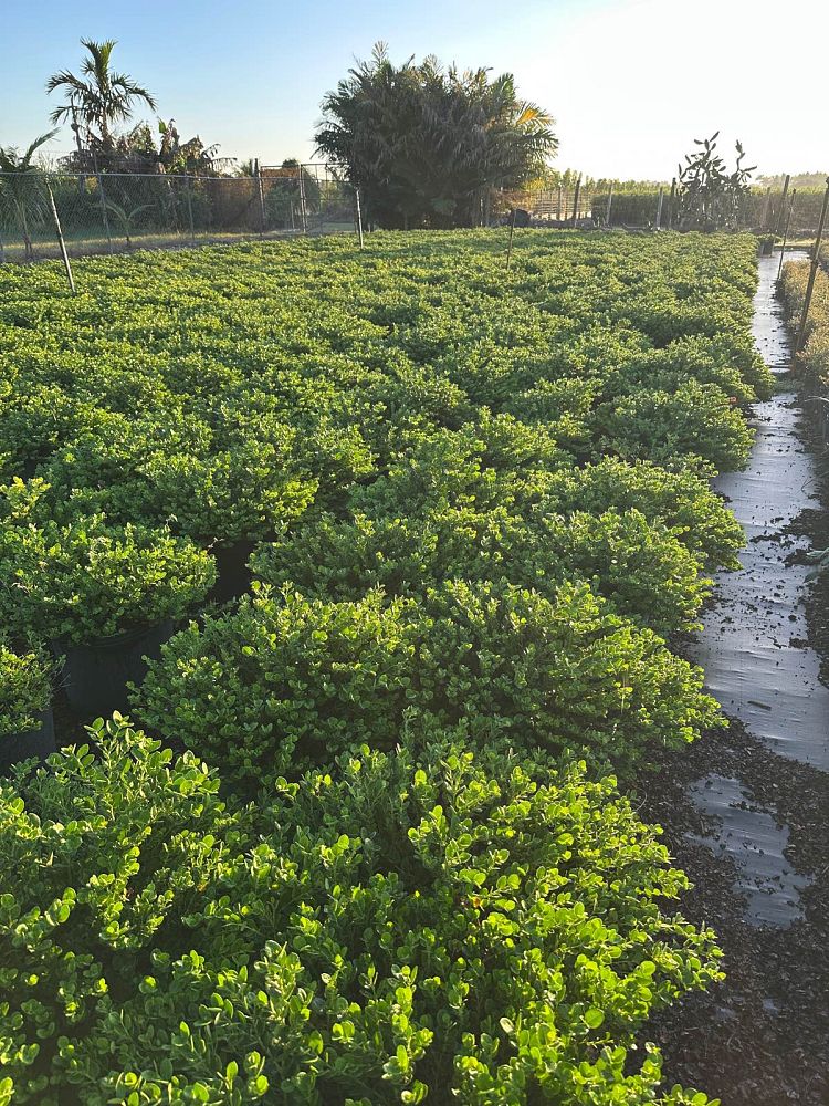carissa-macrocarpa-emerald-blanket-natal-plum-carissa-grandiflora