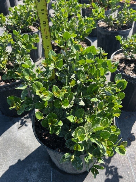 carissa-macrocarpa-emerald-blanket-natal-plum-carissa-grandiflora