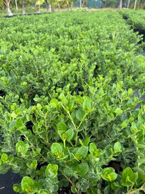 carissa-macrocarpa-emerald-blanket-natal-plum-carissa-grandiflora