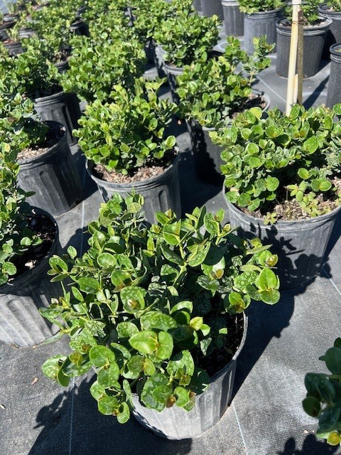 carissa-macrocarpa-emerald-blanket-natal-plum-carissa-grandiflora