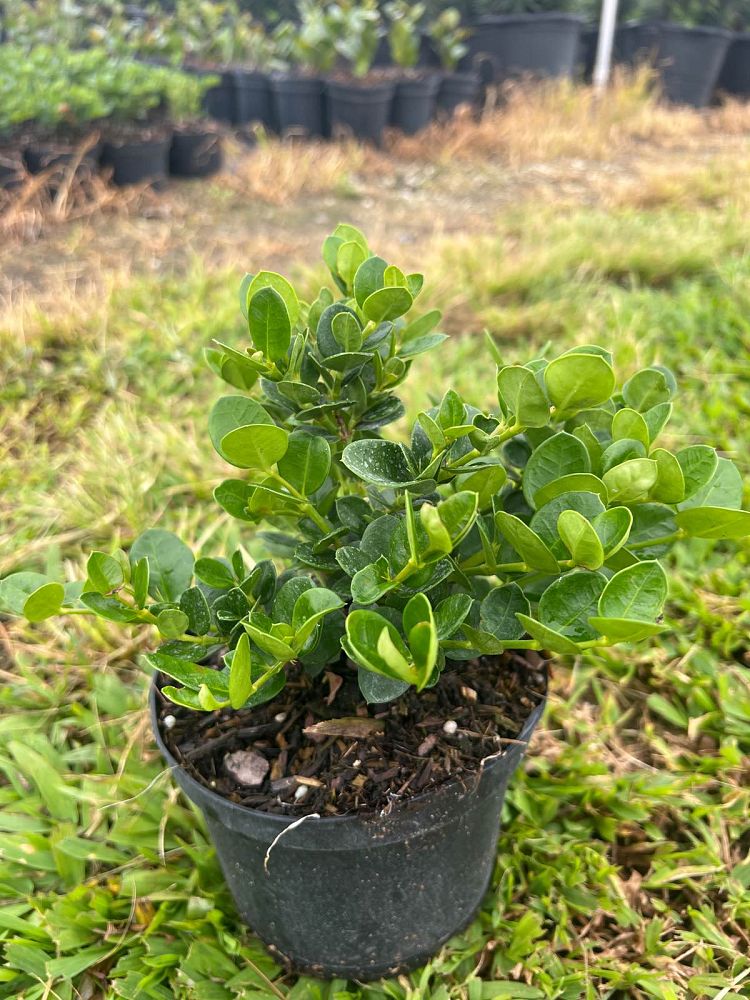 carissa-macrocarpa-emerald-blanket-natal-plum-carissa-grandiflora