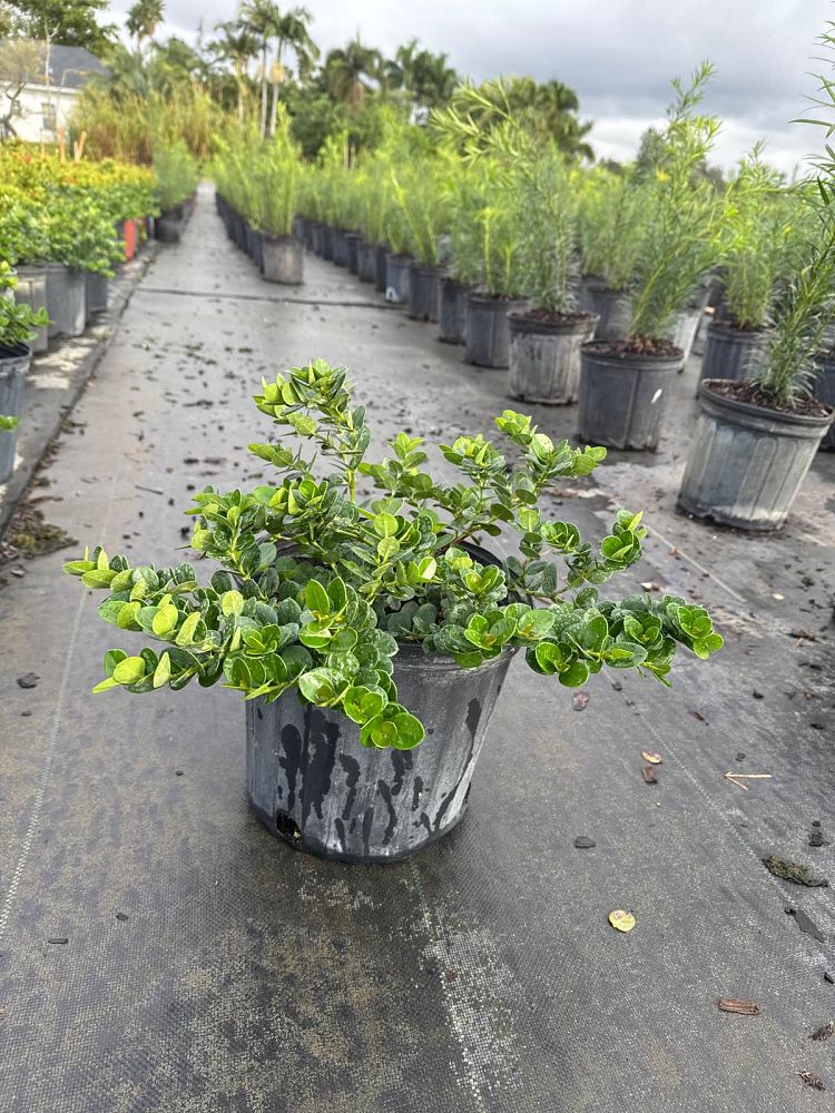 carissa-macrocarpa-emerald-blanket-natal-plum-carissa-grandiflora