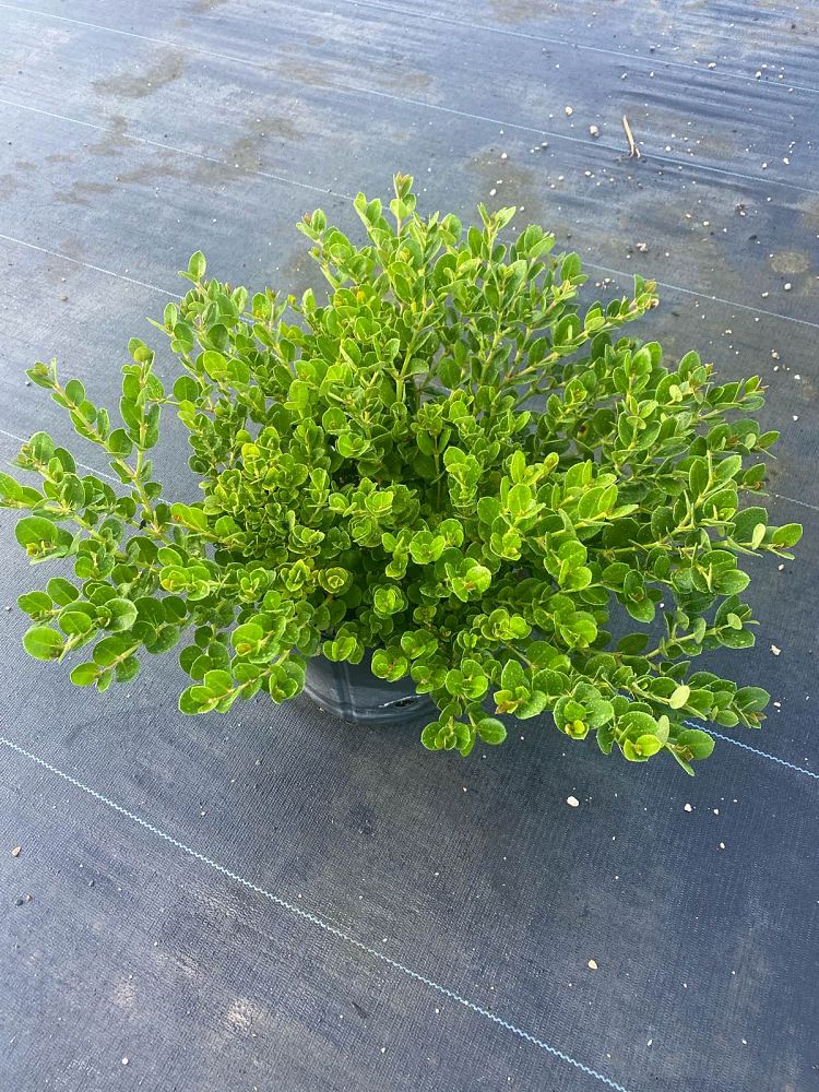 carissa-macrocarpa-emerald-blanket-natal-plum-carissa-grandiflora