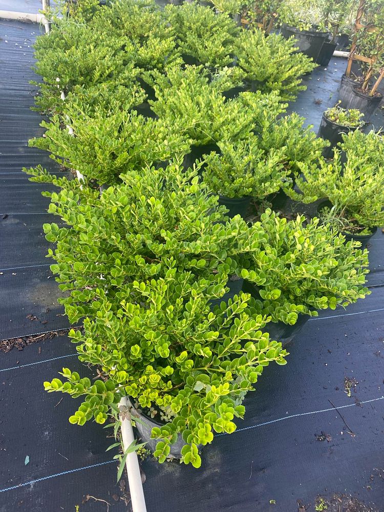 carissa-macrocarpa-emerald-blanket-natal-plum-carissa-grandiflora