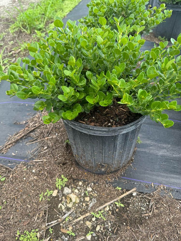 carissa-macrocarpa-emerald-blanket-natal-plum-carissa-grandiflora
