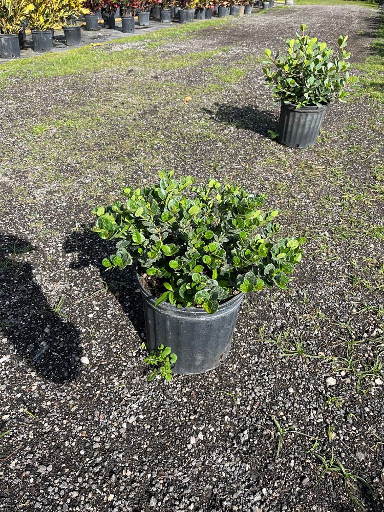 carissa-macrocarpa-emerald-blanket-natal-plum-carissa-grandiflora