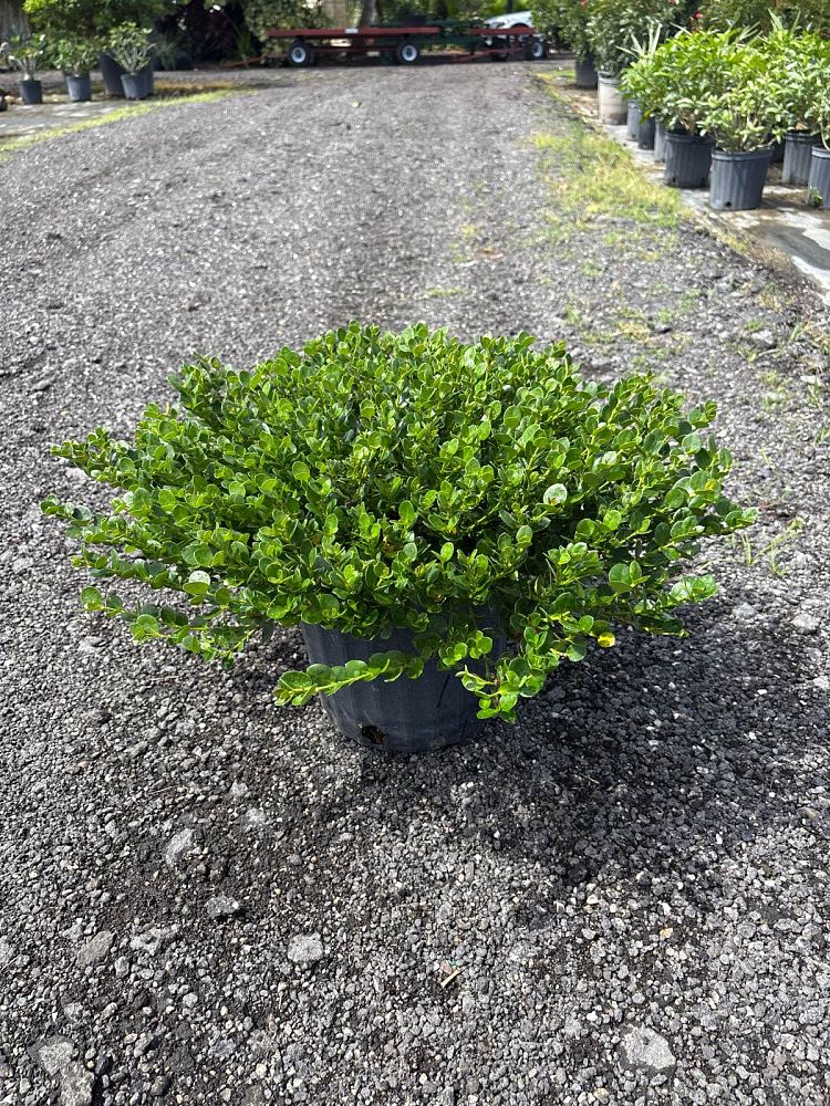 carissa-macrocarpa-emerald-blanket-natal-plum-carissa-grandiflora