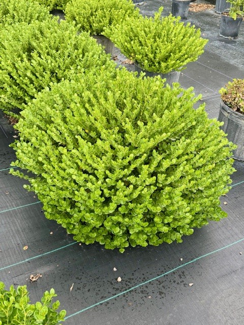 carissa-macrocarpa-emerald-blanket-natal-plum-carissa-grandiflora