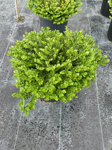carissa-macrocarpa-emerald-blanket-natal-plum-carissa-grandiflora