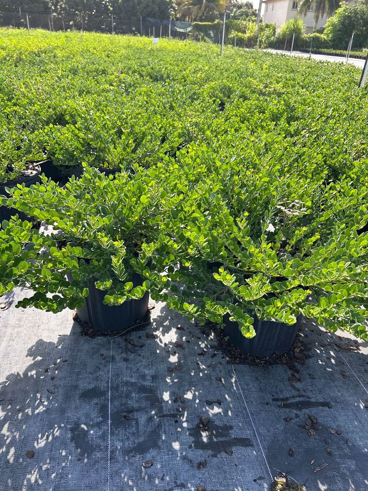 carissa-macrocarpa-emerald-blanket-natal-plum-carissa-grandiflora