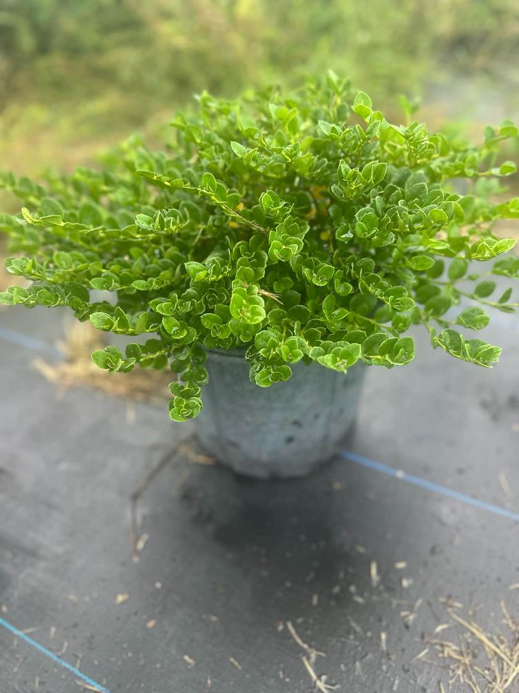 carissa-macrocarpa-emerald-blanket-natal-plum-carissa-grandiflora