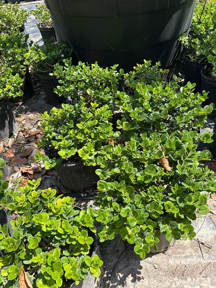 carissa-macrocarpa-emerald-blanket-natal-plum-carissa-grandiflora
