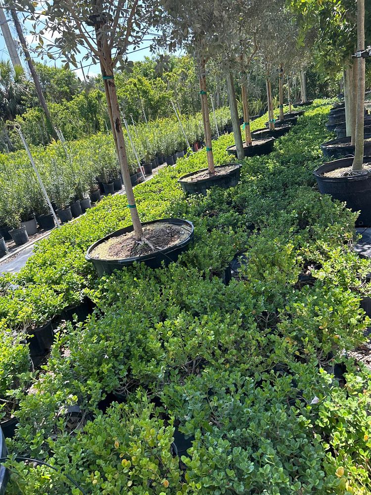 carissa-macrocarpa-emerald-blanket-natal-plum-carissa-grandiflora