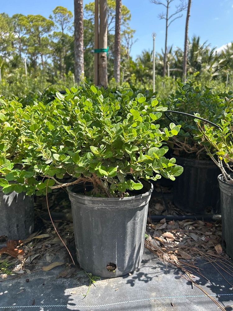 carissa-macrocarpa-emerald-blanket-natal-plum-carissa-grandiflora