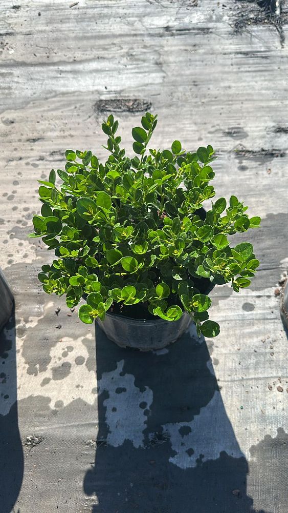 carissa-macrocarpa-emerald-blanket-natal-plum-carissa-grandiflora