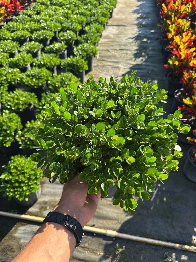 carissa-macrocarpa-emerald-blanket-natal-plum-carissa-grandiflora