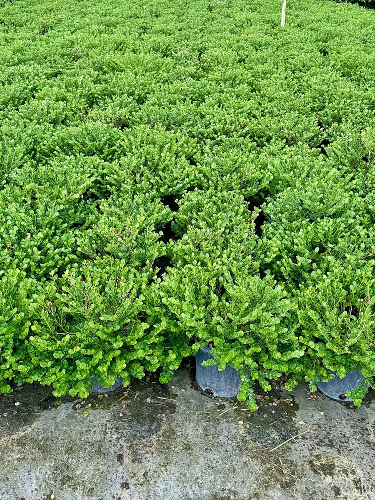 carissa-macrocarpa-emerald-blanket-natal-plum-carissa-grandiflora