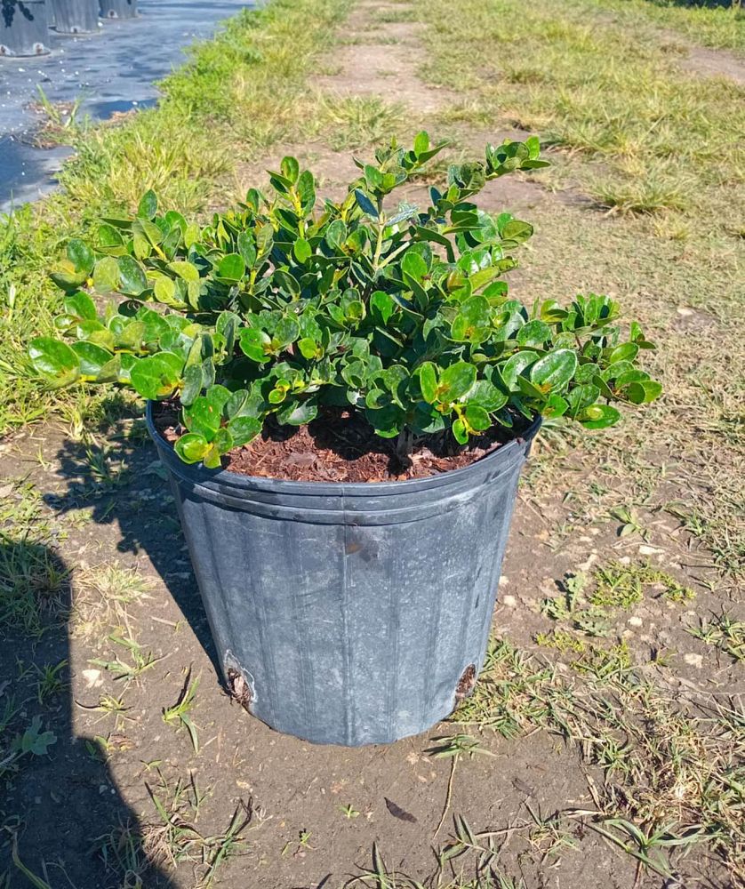 carissa-macrocarpa-emerald-blanket-natal-plum-carissa-grandiflora