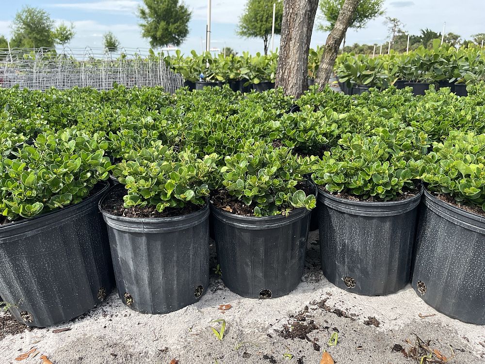 carissa-macrocarpa-emerald-blanket-natal-plum-carissa-grandiflora