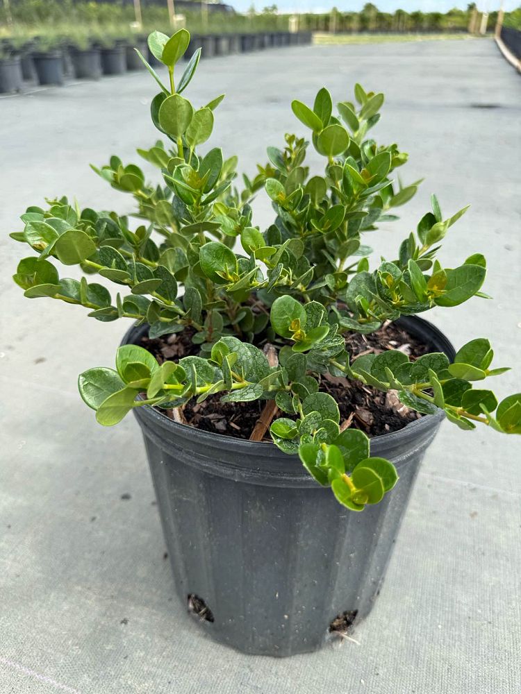 carissa-macrocarpa-emerald-blanket-natal-plum-carissa-grandiflora
