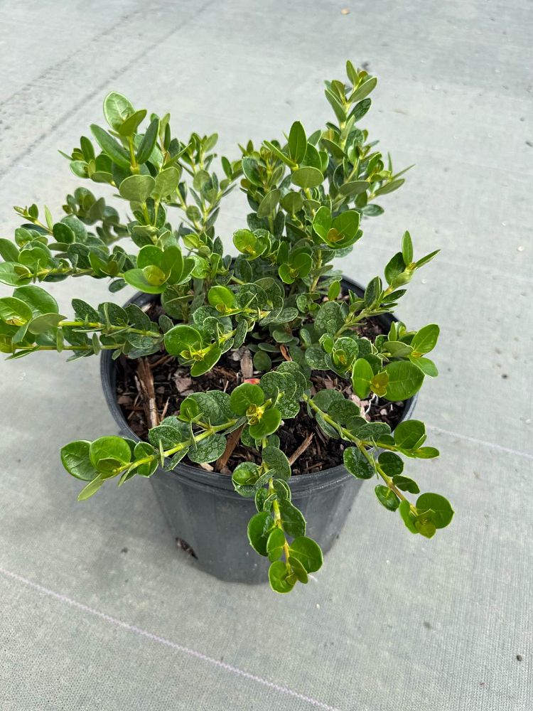 carissa-macrocarpa-emerald-blanket-natal-plum-carissa-grandiflora