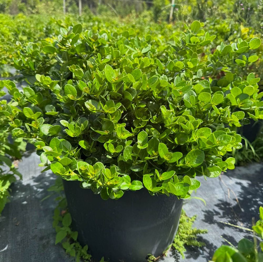 carissa-macrocarpa-emerald-blanket-natal-plum-carissa-grandiflora
