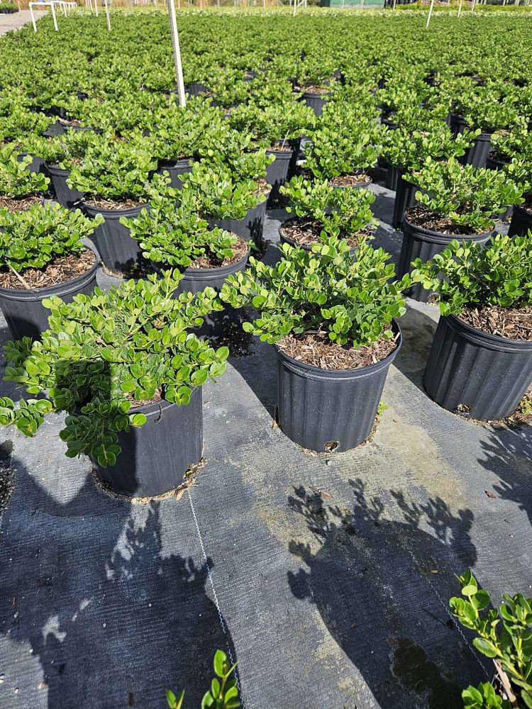 carissa-macrocarpa-emerald-blanket-natal-plum-carissa-grandiflora