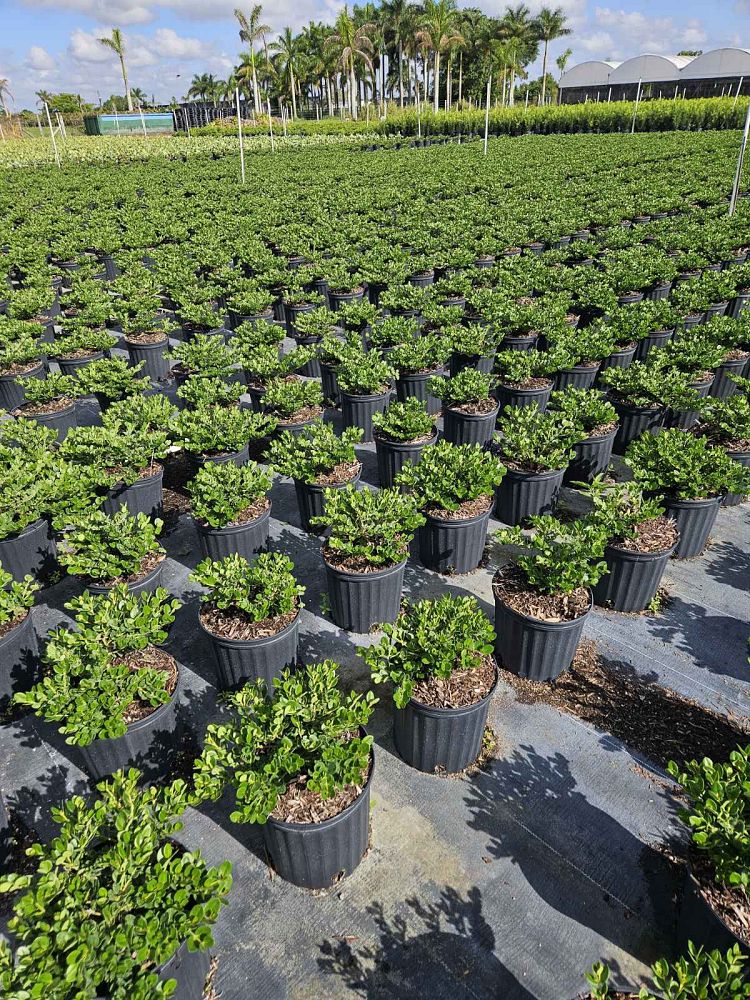 carissa-macrocarpa-emerald-blanket-natal-plum-carissa-grandiflora