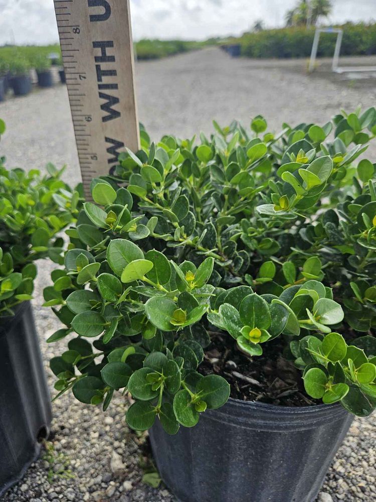 carissa-macrocarpa-emerald-blanket-natal-plum-carissa-grandiflora