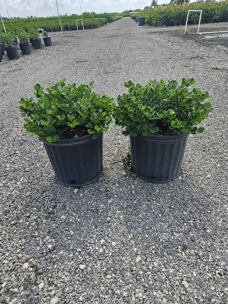 carissa-macrocarpa-emerald-blanket-natal-plum-carissa-grandiflora