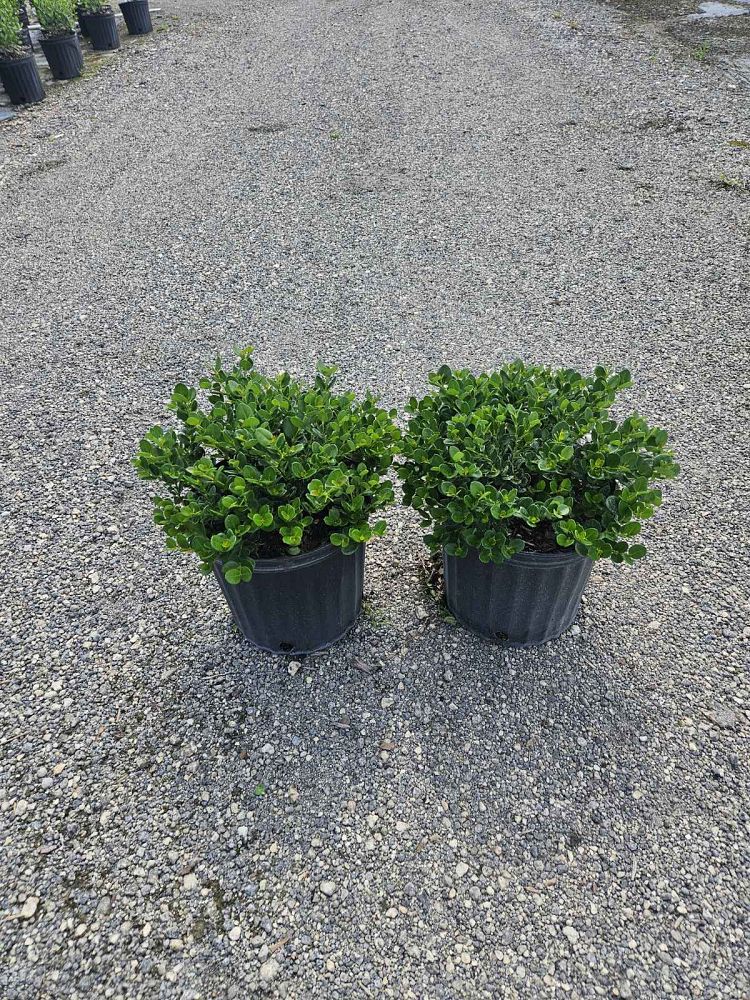 carissa-macrocarpa-emerald-blanket-natal-plum-carissa-grandiflora