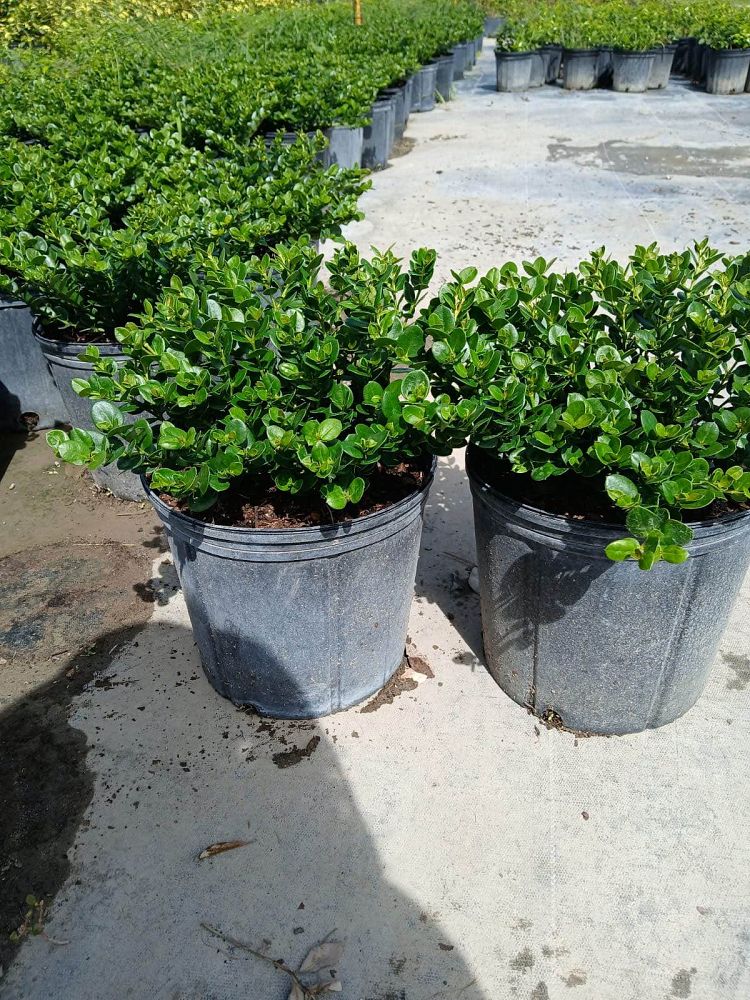 carissa-macrocarpa-emerald-blanket-natal-plum-carissa-grandiflora