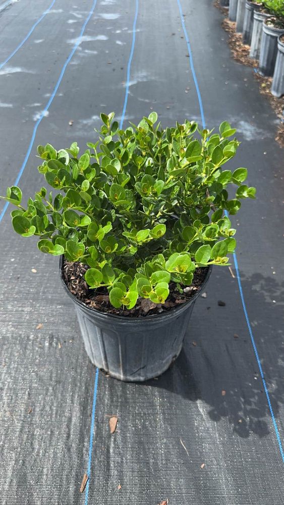 carissa-macrocarpa-emerald-blanket-natal-plum-carissa-grandiflora