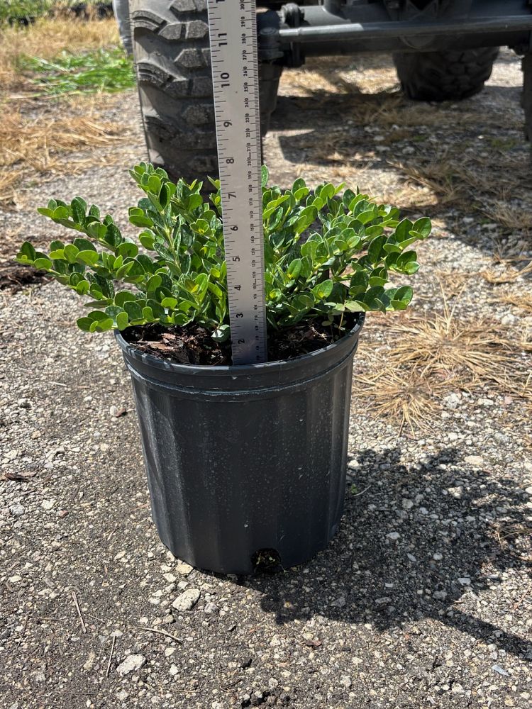 carissa-macrocarpa-emerald-blanket-natal-plum-carissa-grandiflora